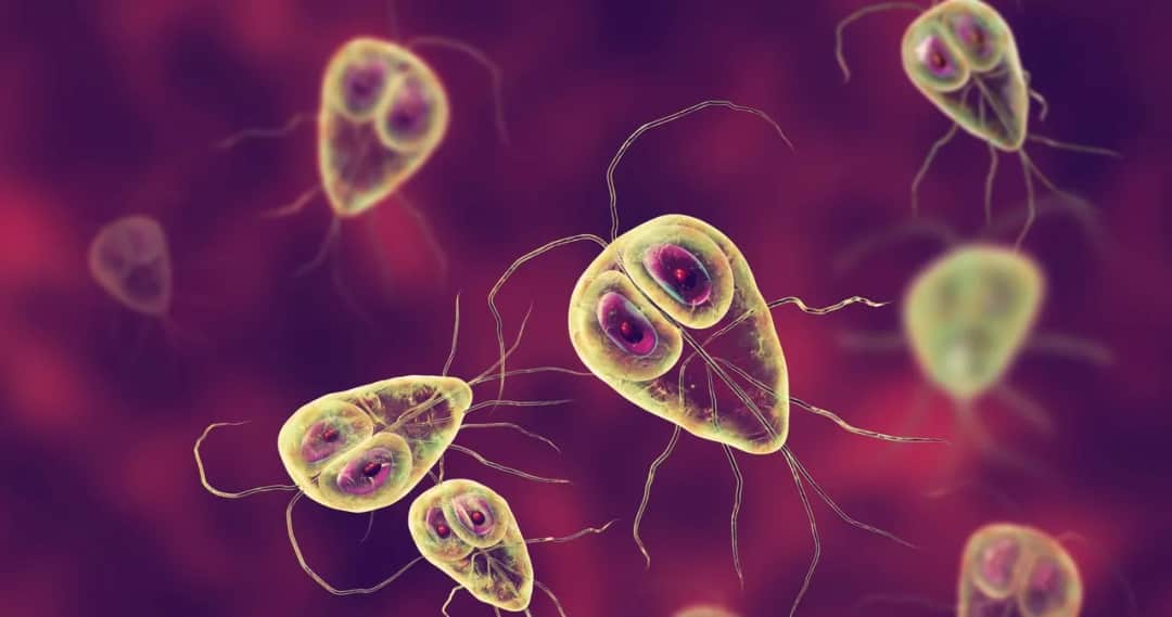 Lamblia objawy psychiczne: jak zakażenie wpływa na zdrowie emocjonalne Lamblia objawy psychiczne: jak zakażenie wpływa na zdrowie emocjonalne