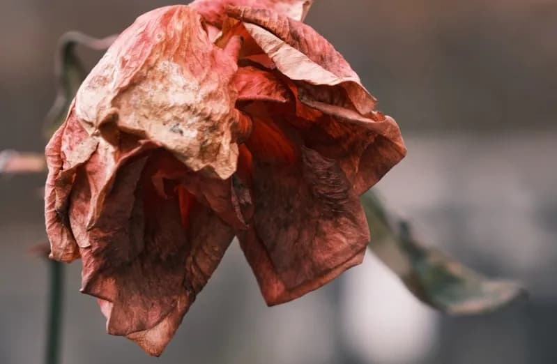 Czy literatura i sztuka mogą pomóc w przezwyciężeniu lęku przed śmiercią?