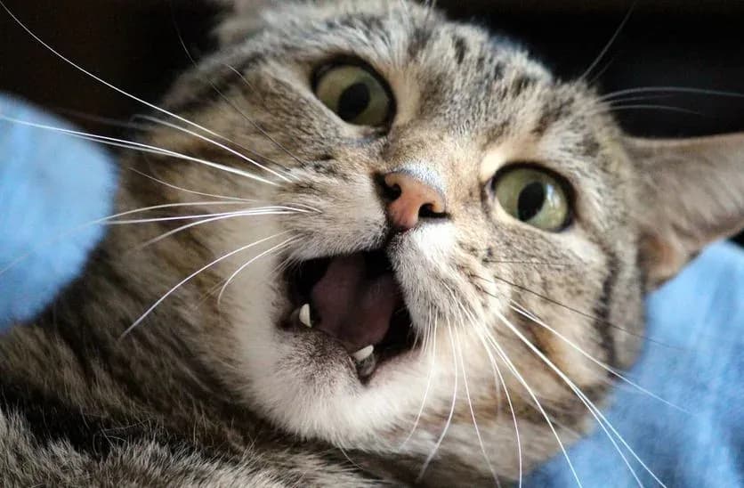 Choroby psychiczne u kota objawy – Jak je rozpoznać i pomóc?